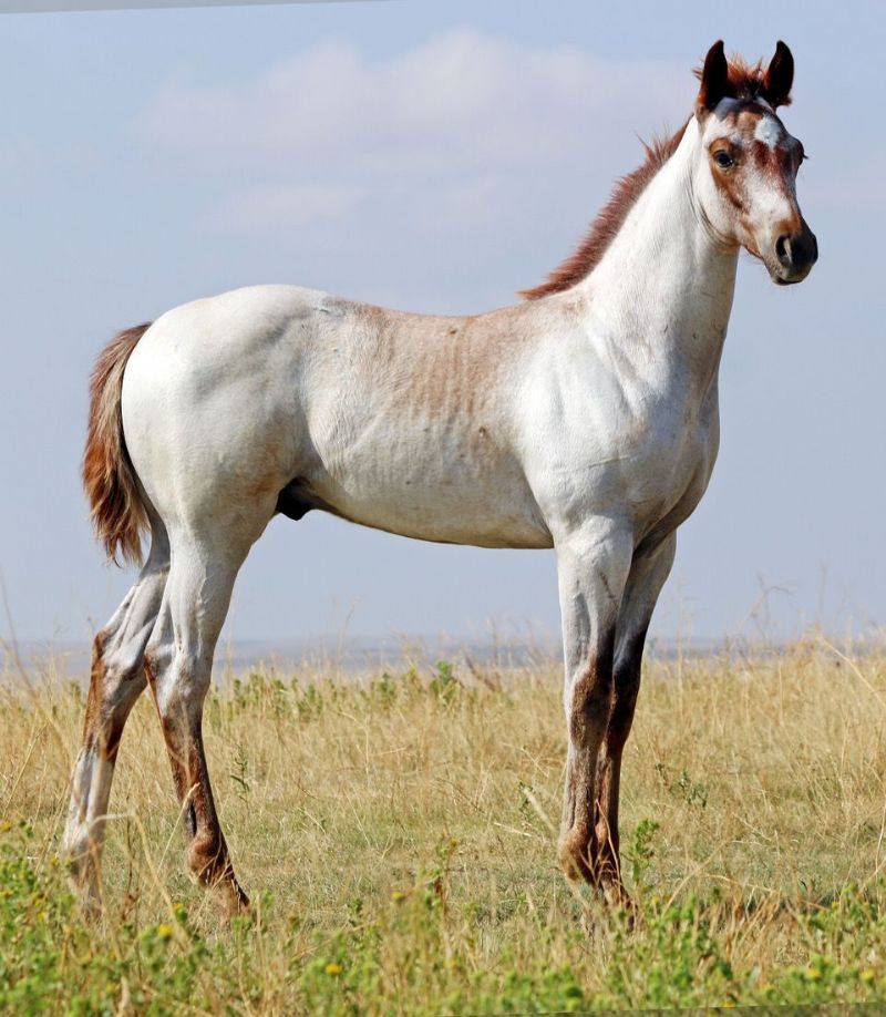 018 - Fire Fox Nickie colt